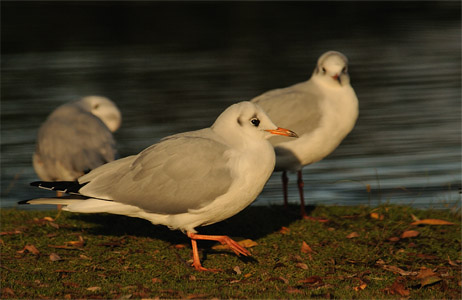 vergrößern