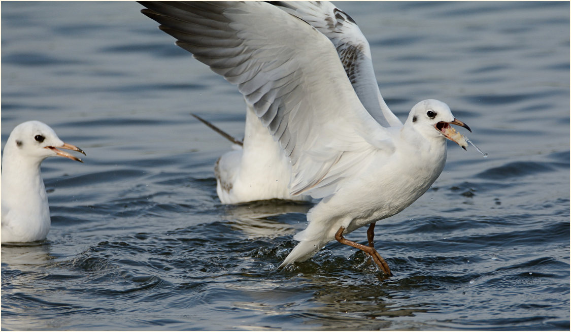 Lachmöwe (Larus ridibundus)