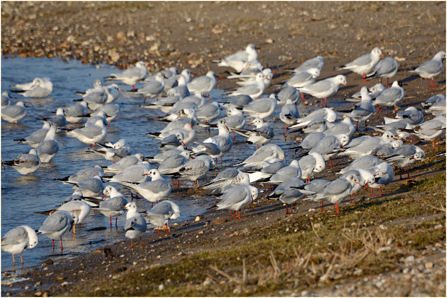 Lachmöwe (Larus ridibundus)