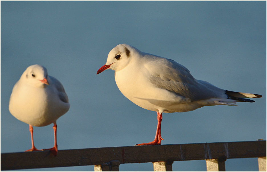 Lachmöwe (Larus ridibundus)