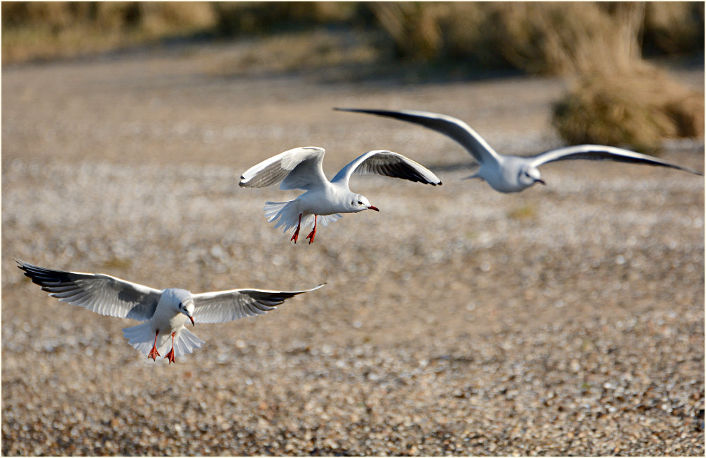 Lachmöwe (Larus ridibundus)