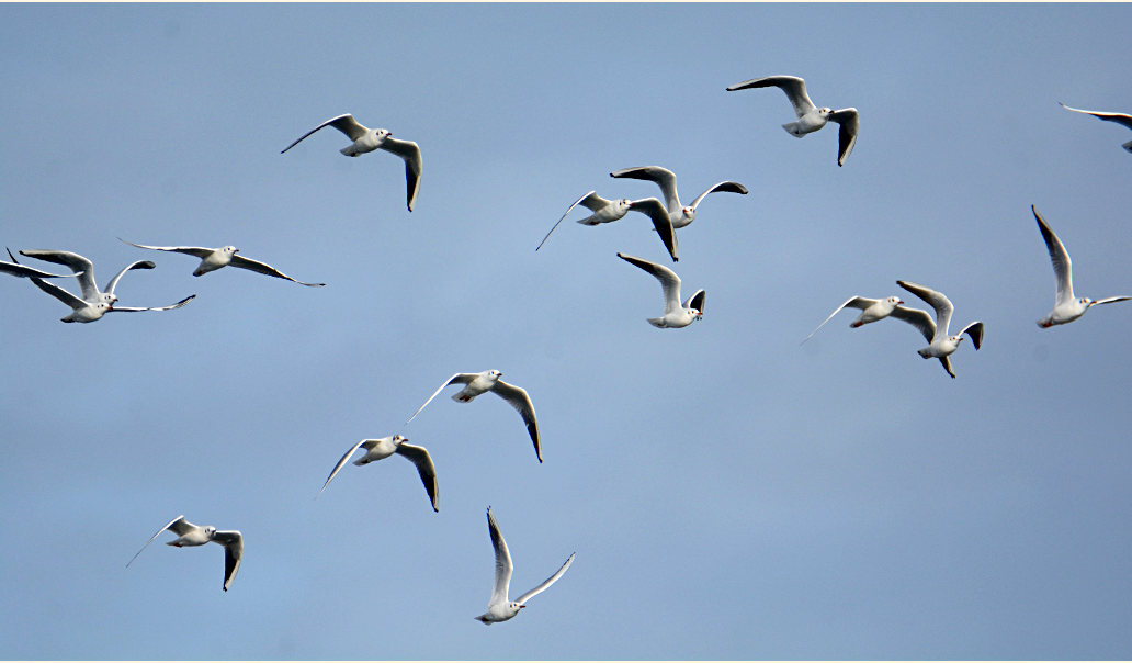 Lachmöwe (Larus ridibundus)