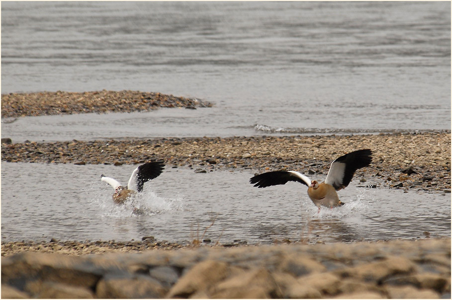 Nilgänse, Rheinufer Lausward Düsseldorf