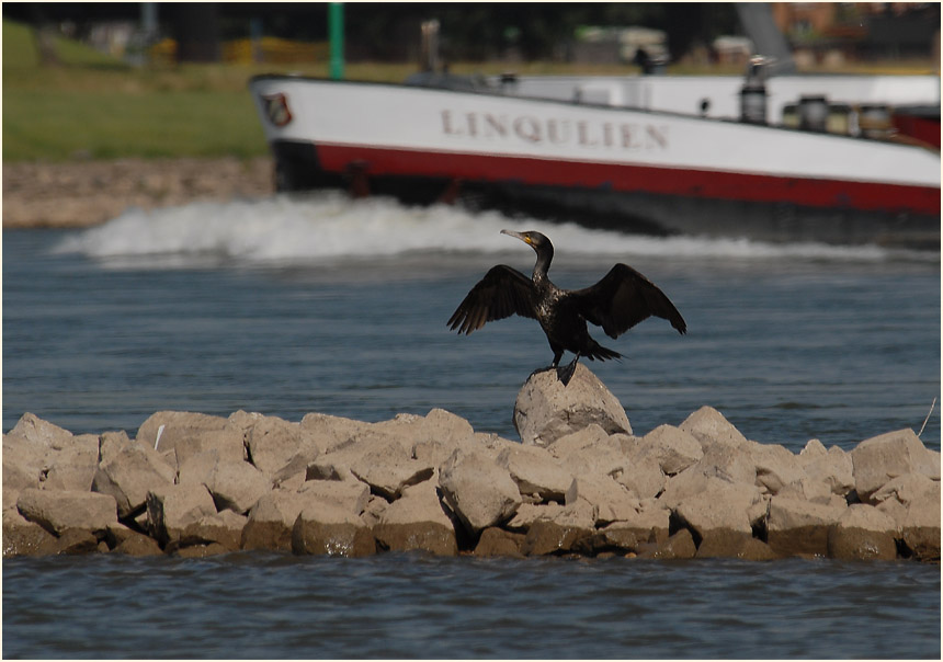 Kormoran, Rheinufer Lausward Düsseldorf