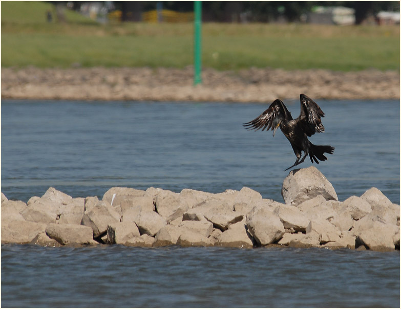 Kormoran, Rheinufer Lausward Düsseldorf