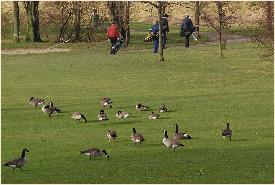 Kanadagänse auf dem Golfplatz am Rheinufer Lausward Düsseldorf