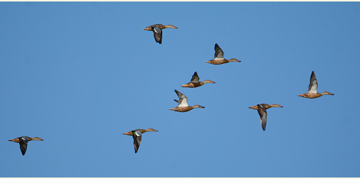 Löffelente (Anas clypeata)