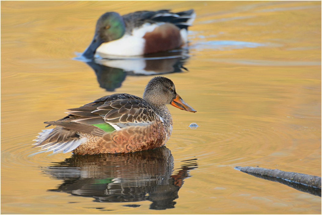 Löffelente (Anas clypeata)