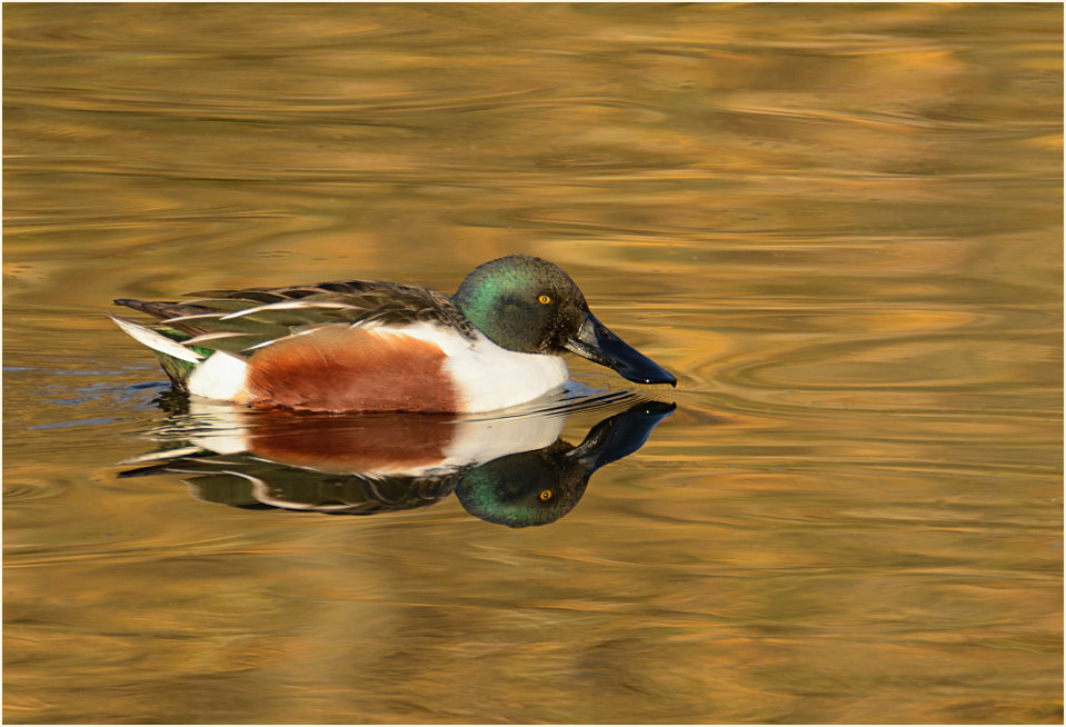 Löffelente (Anas clypeata)