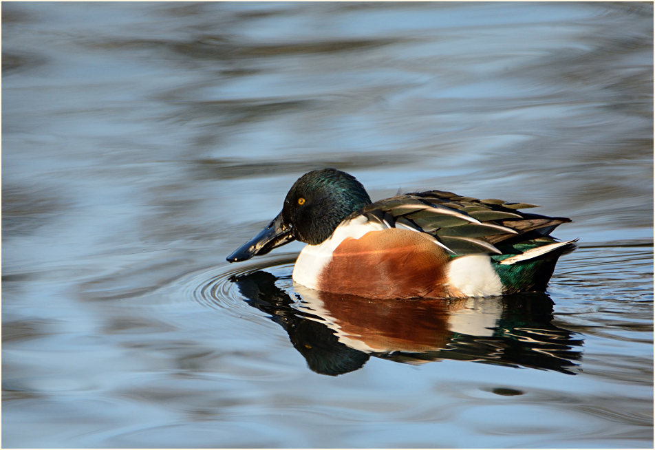 Löffelente (Anas clypeata)