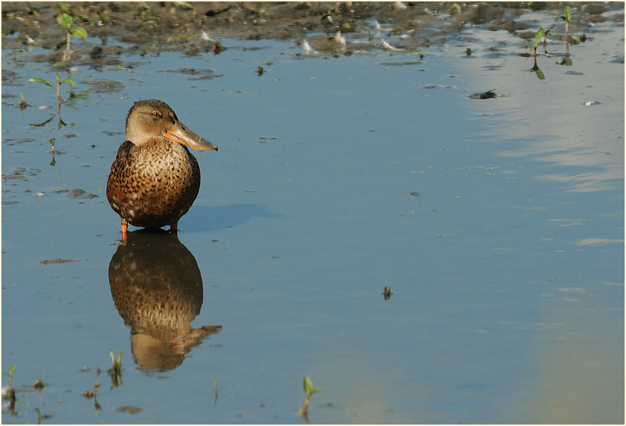 Löffelente (Anas clypeata)