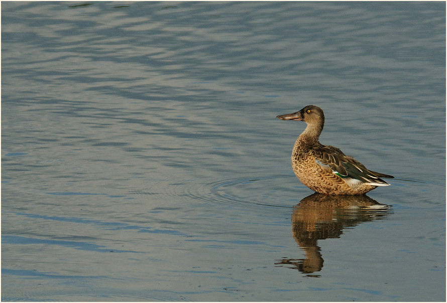 Löffelente (Anas clypeata)