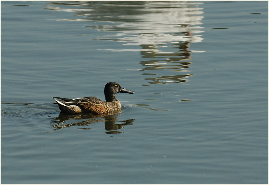 Löffelente (Anas clypeata)
