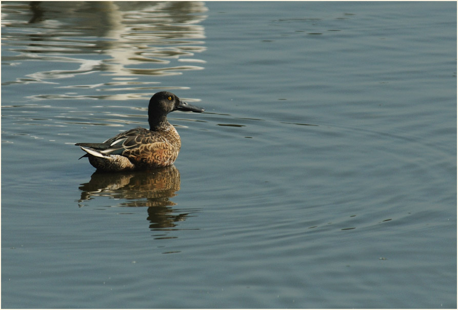 Löffelente (Anas clypeata)