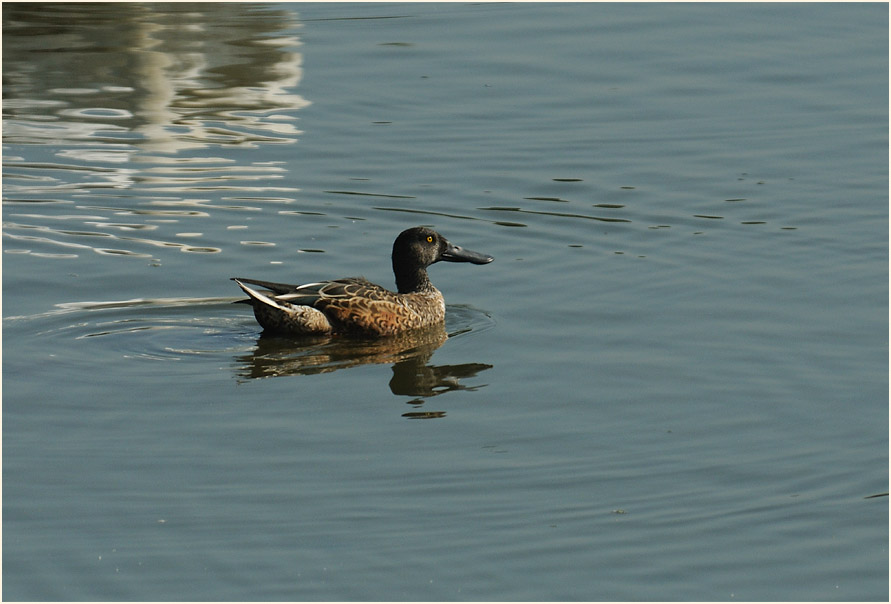 Löffelente (Anas clypeata)