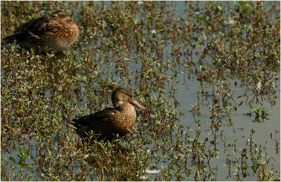 Löffelente (Anas clypeata)
