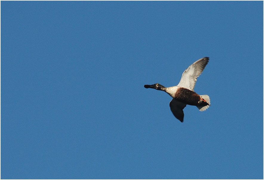 Löffelente (Anas clypeata)