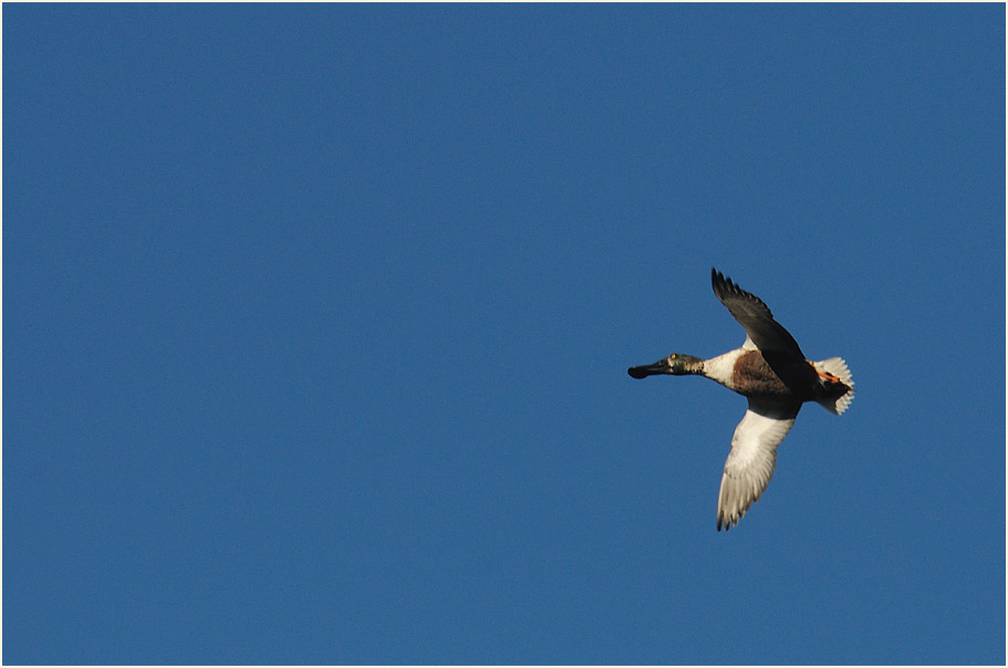 Löffelente (Anas clypeata)