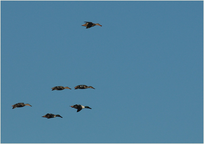 Löffelente (Anas clypeata)