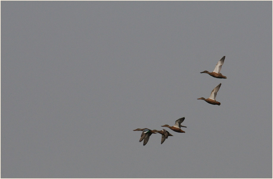 Löffelente (Anas clypeata)