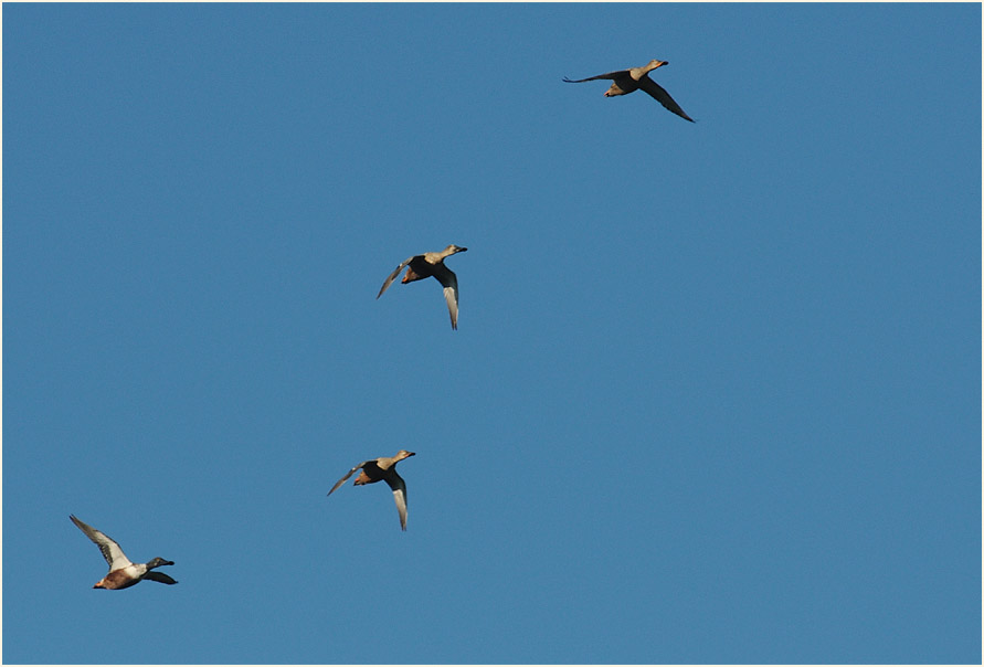 Löffelente (Anas clypeata)