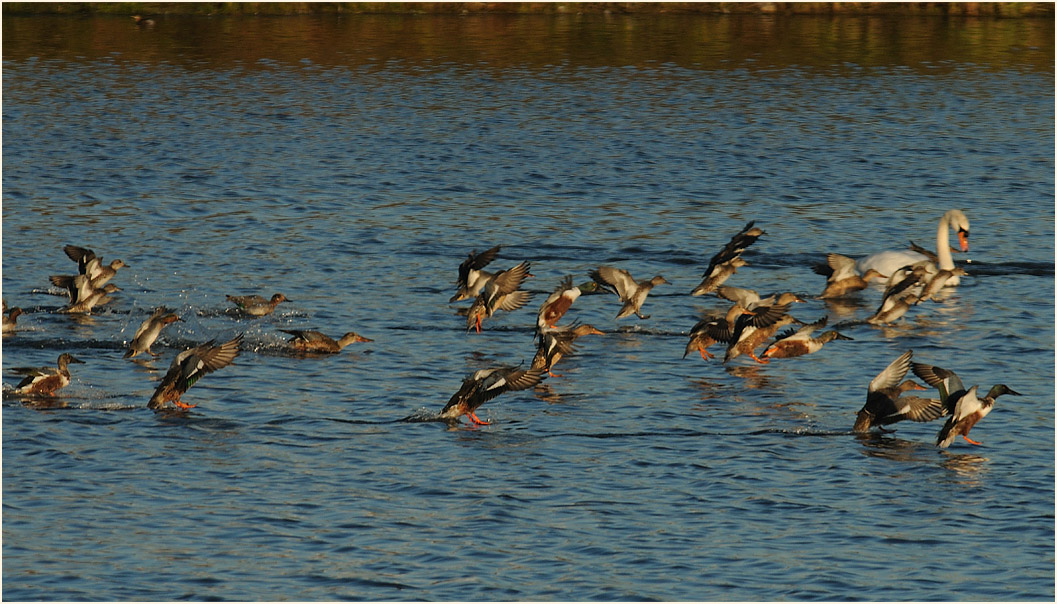 Löffelente (Anas clypeata)