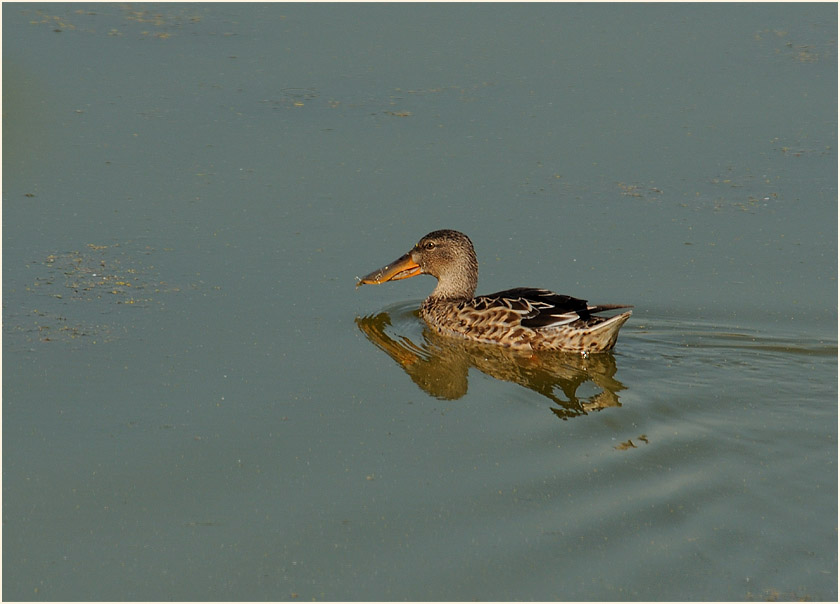 Löffelente (Anas clypeata)