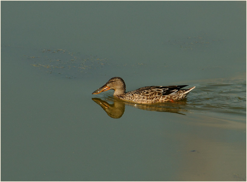 Löffelente (Anas clypeata)
