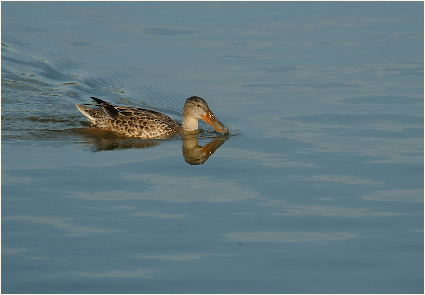 Löffelente (Anas clypeata)