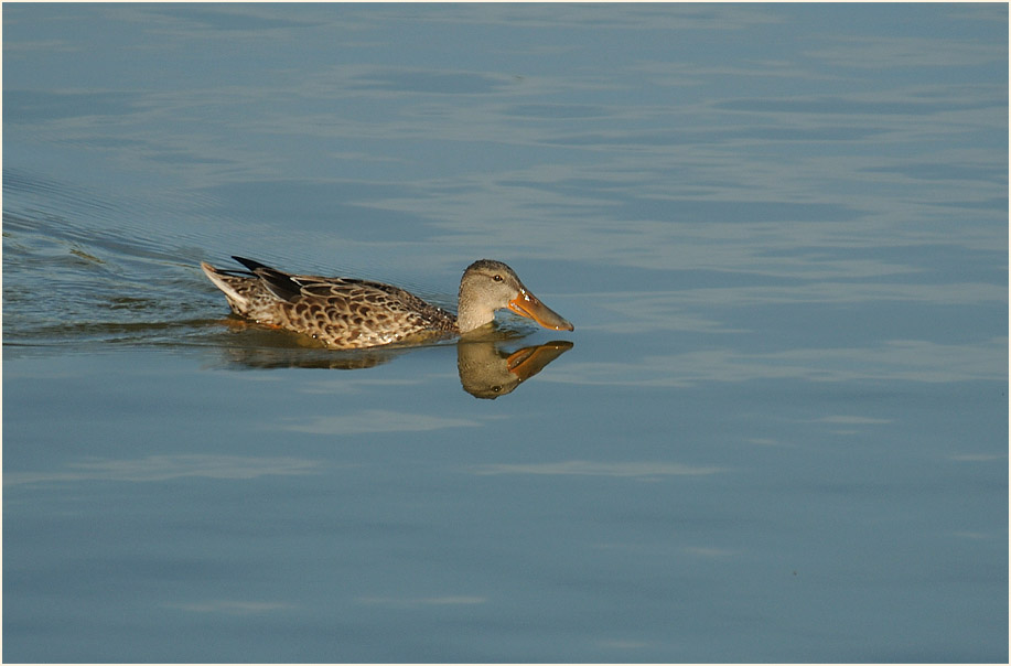 Löffelente (Anas clypeata)