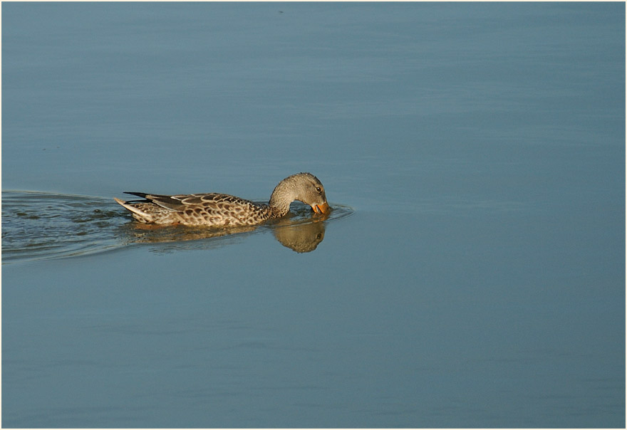 Löffelente (Anas clypeata)