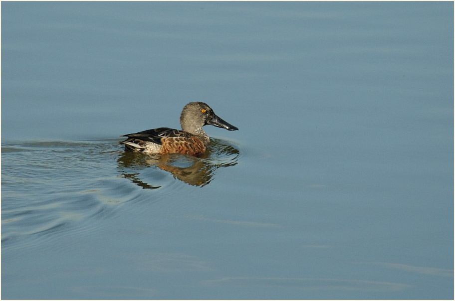 Löffelente (Anas clypeata)