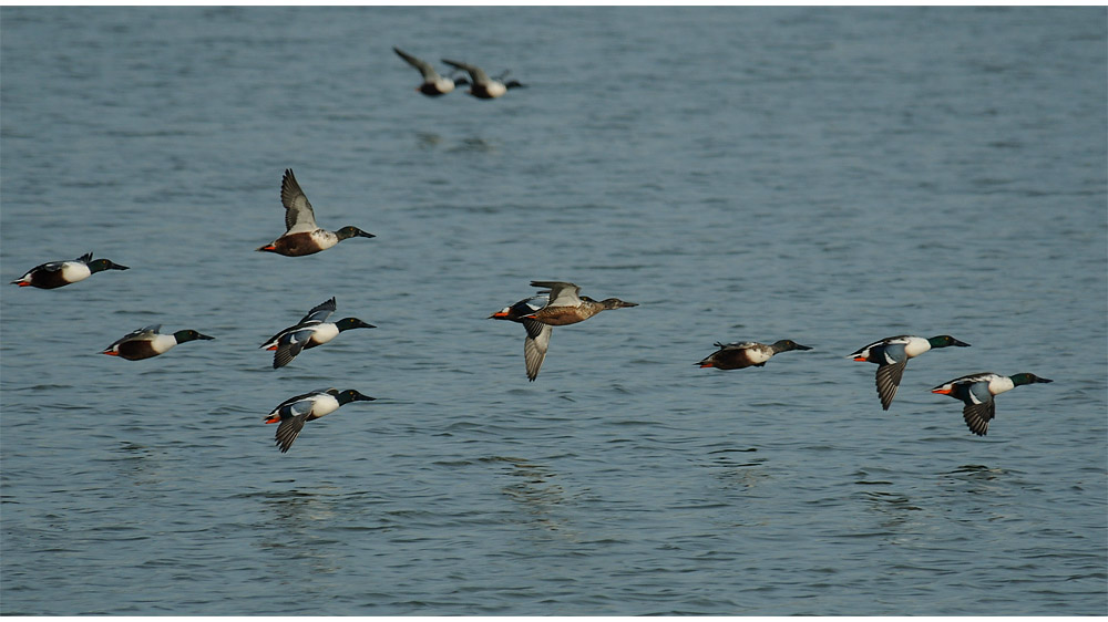 Löffelente (Anas clypeata)