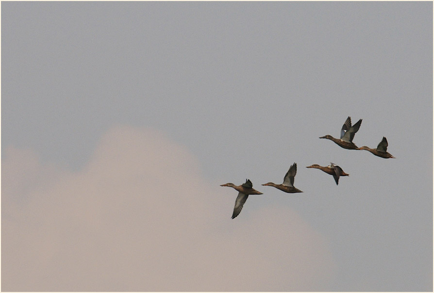 Löffelente (Anas clypeata)