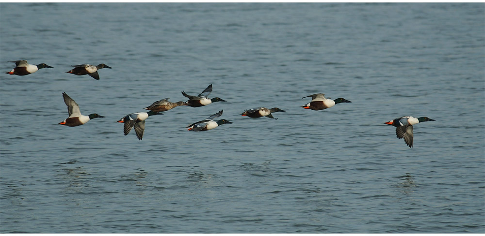 Löffelente (Anas clypeata)