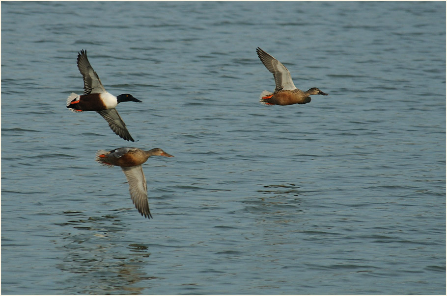 Löffelente (Anas clypeata)