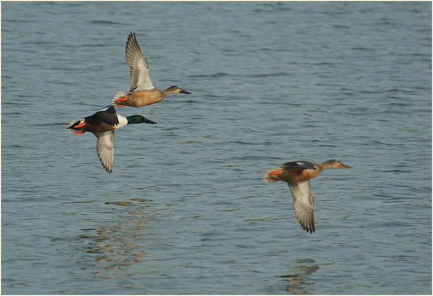 Löffelente (Anas clypeata)