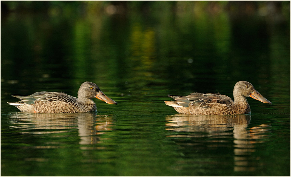 Löffelente (Anas clypeata)