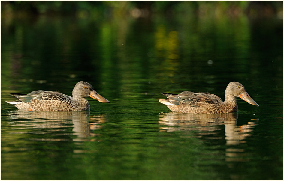 Löffelente (Anas clypeata)