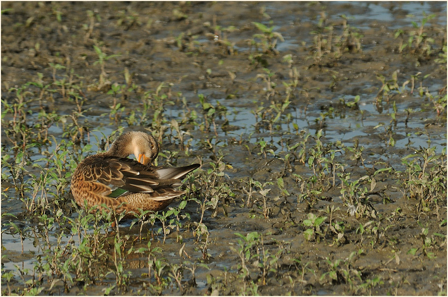 Löffelente (Anas clypeata)