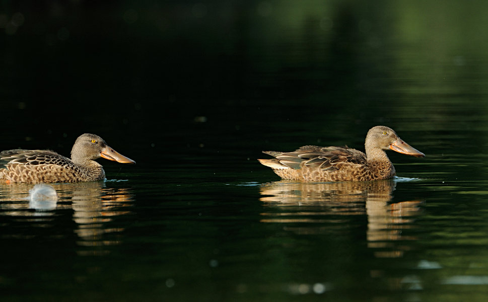 Löffelente (Anas clypeata)
