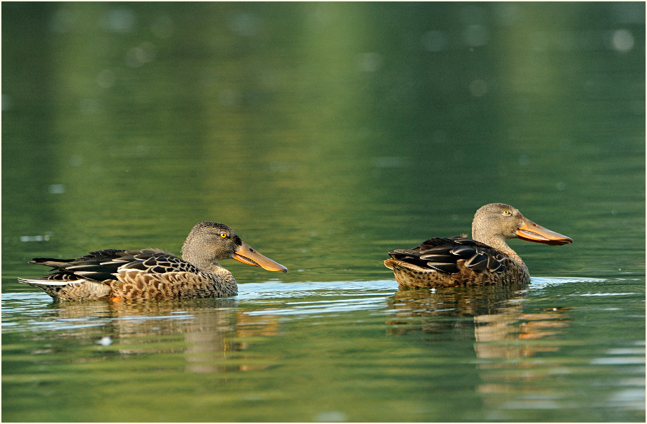 Löffelente (Anas clypeata)