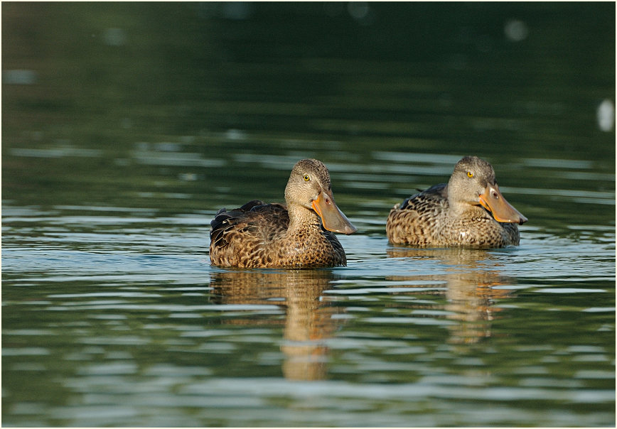 Löffelente (Anas clypeata)