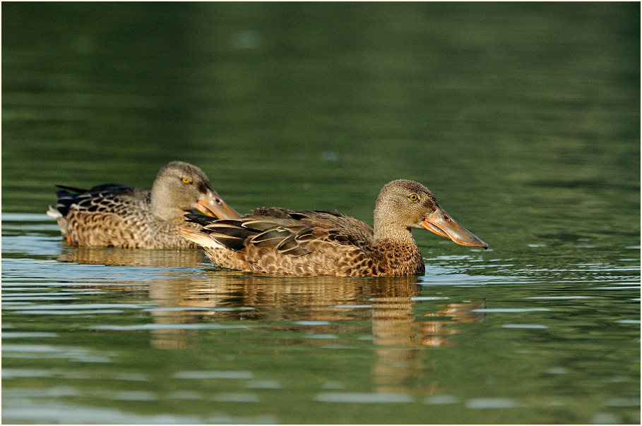 Löffelente (Anas clypeata)