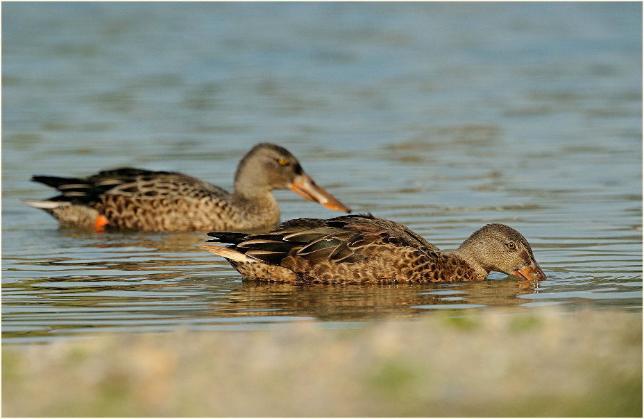 Löffelente (Anas clypeata)