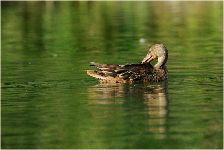 Löffelente (Anas clypeata)