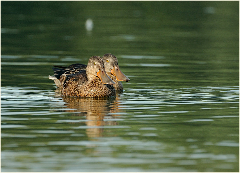 Löffelente (Anas clypeata)