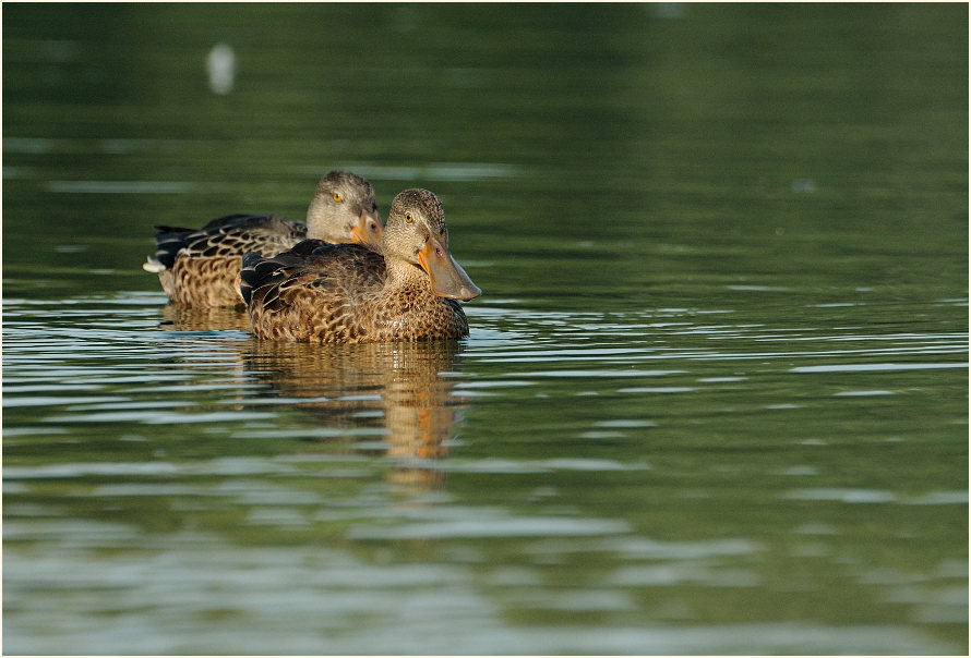 Löffelente (Anas clypeata)