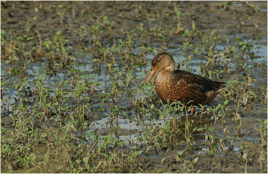 Löffelente (Anas clypeata)