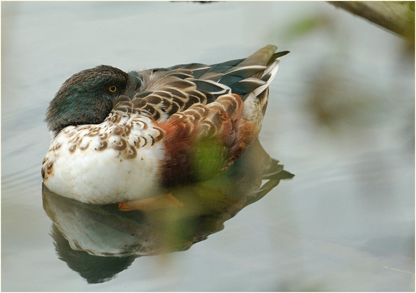 Löffelente (Anas clypeata)